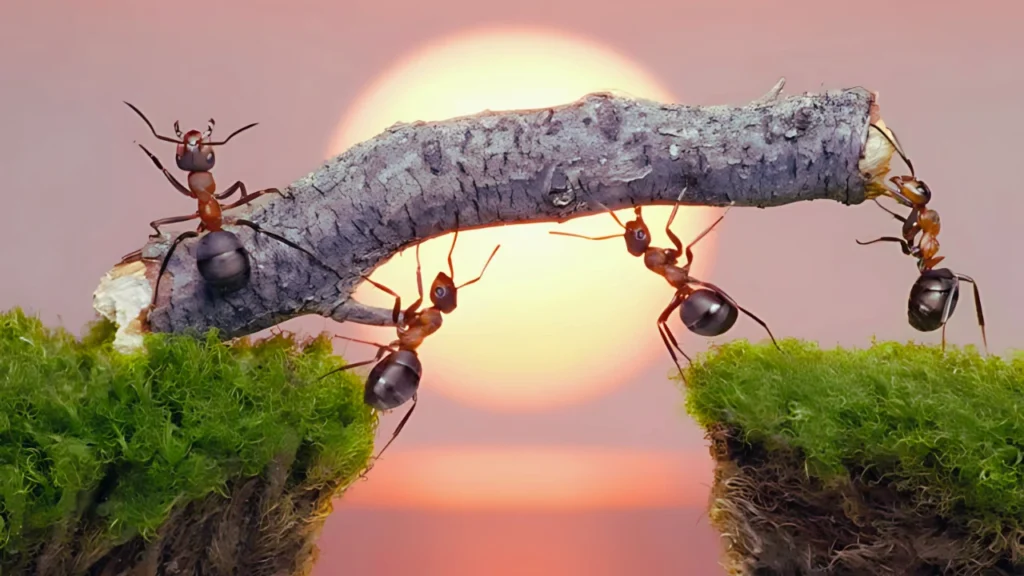 Ants building bridge