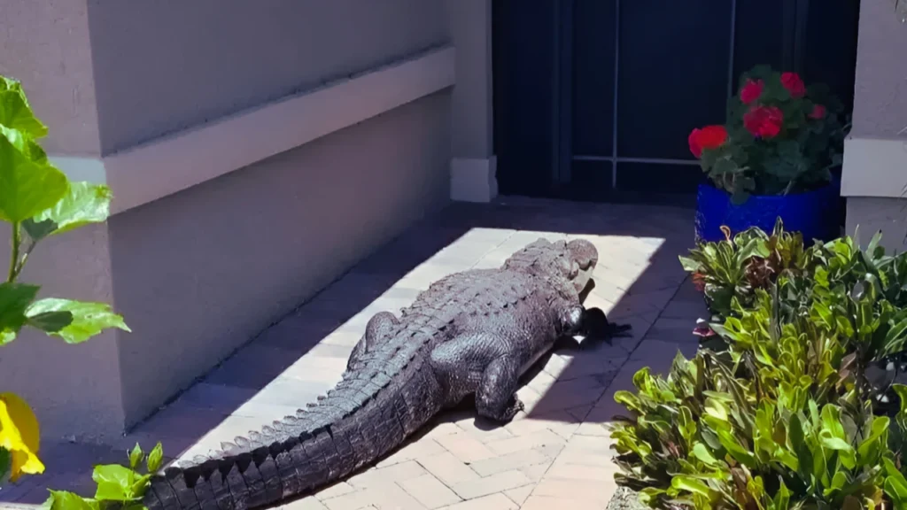 Dream About Crocodile