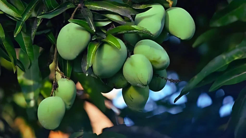 Dream About Mangoes
