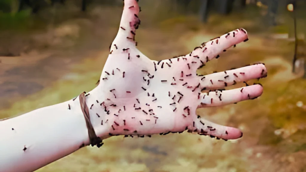 Ants on hands