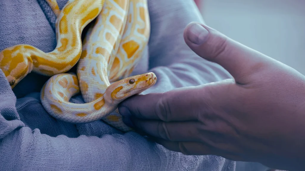 Dream About Yellow Snake